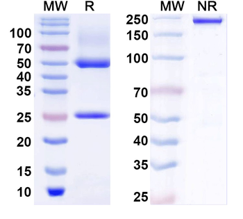 BBS1 Mouse Monoclonal Antibody