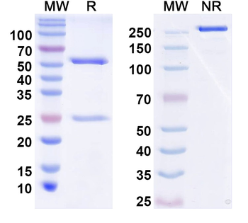 TRIP8b Mouse Monoclonal Antibody