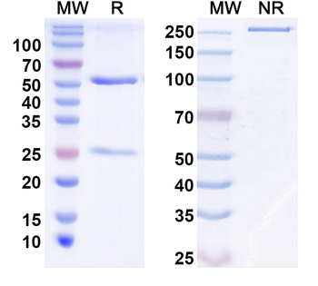 Miro1 Mouse Monoclonal Antibody