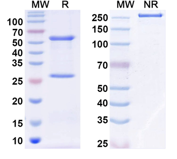 Miro1 Mouse Monoclonal Antibody