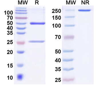 Mitofusin-1 Mouse Monoclonal Antibody