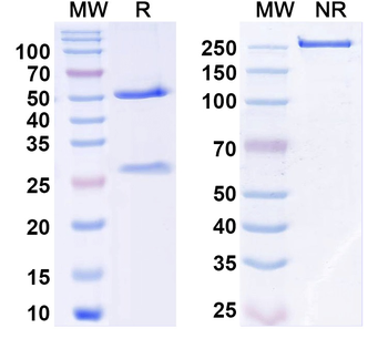 Npas4 Mouse Monoclonal Antibody