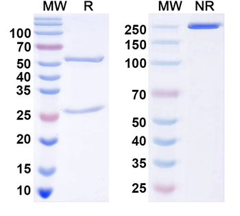 Rufy3/Singar Mouse Monoclonal Antibody