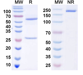 Histone H3.3 Mouse Monoclonal Antibody