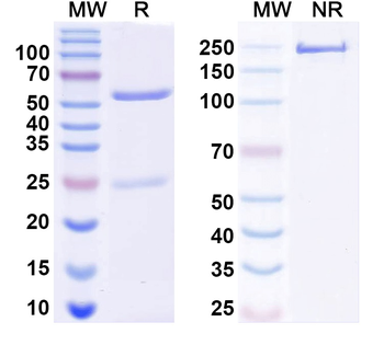 ATAT1 Mouse Monoclonal Antibody