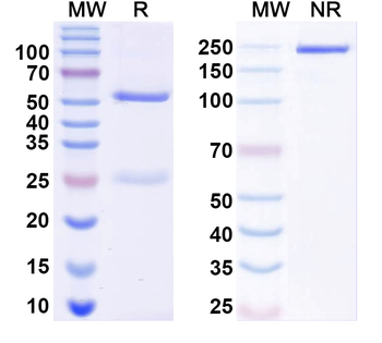 ATAT1 Mouse Monoclonal Antibody