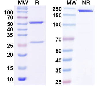 Nav1.5 Na+ channel Mouse Monoclonal Antibody