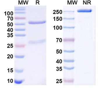 Cav1.2 Ca2+ channel Mouse Monoclonal Antibody