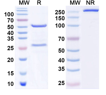 Cav1.2/1.3 Ca2+ channel Mouse Monoclonal Antibody