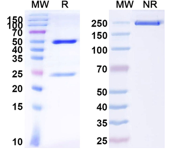 Kir2.1 K+ channel Mouse Monoclonal Antibody