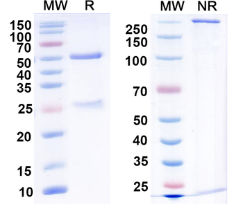 AE3/SLC4A3 Mouse Monoclonal Antibody