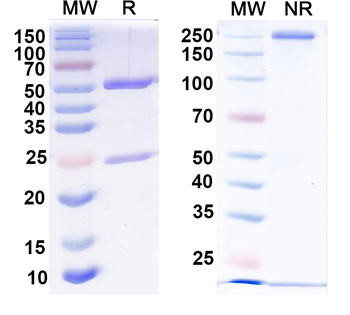 GFAP Mouse Monoclonal Antibody