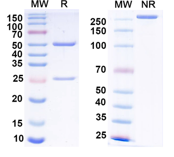 Ataxin-1 Mouse Monoclonal Antibody