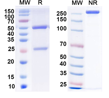 Lgi1 Mouse Monoclonal Antibody