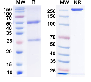 Lgi1 Mouse Monoclonal Antibody
