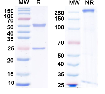 JMJD2A Mouse Monoclonal Antibody
