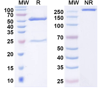 EV71 Capsid protein VP1/2/3 Human Monoclonal Antibody