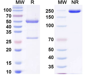 TNFSF15/TL1A Human Monoclonal Antibody