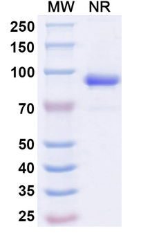 CD262/TNFRSF10B/TRAIL-R2/DR5 Human Monoclonal Antibody