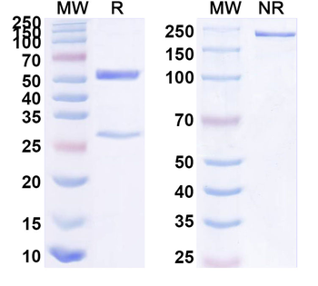IL12B/IL-12 p40/NKSF2 Human Monoclonal Antibody