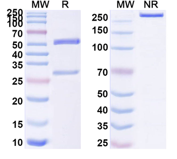 CD40/TNFRSF5 Human Monoclonal Antibody