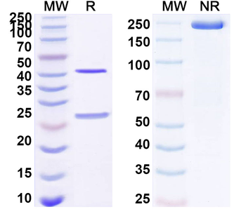 TNFa/TNF-alpha Human Monoclonal Antibody