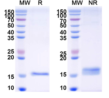 PRRSV RNA-directed RNA polymerase/NSP9 Camelus Monoclonal Antibody