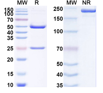 MERS-CoV S2/Spike glycoprotein 2 Mouse Monoclonal Antibody