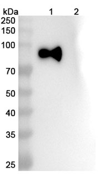 SARS-CoV-2 S2/Spike glycoprotein 2 Mouse Monoclonal Antibody