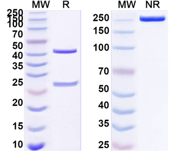 GPC3 Human Monoclonal Antibody
