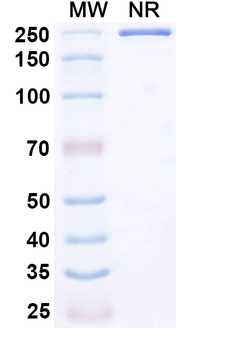HCMV gB-neutralizing Human Monoclonal Antibody