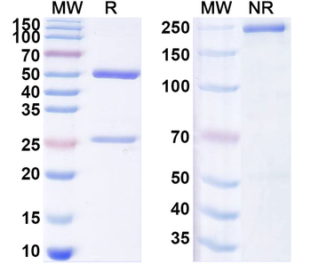 IL-31RA/NR10 Mouse Monoclonal Antibody