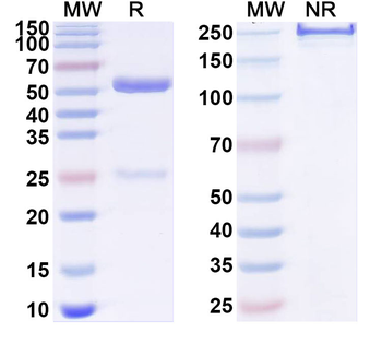 ITGB7 Mouse Monoclonal Antibody