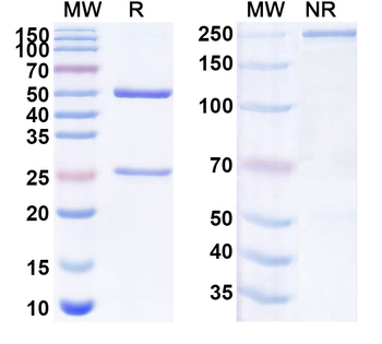 CD362/SDC2 Mouse Monoclonal Antibody