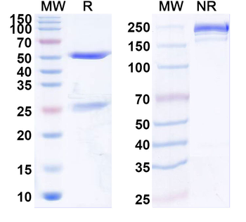 LCN2/NGAL Mouse Monoclonal Antibody