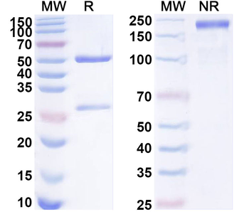 SCUBE2 Mouse Monoclonal Antibody