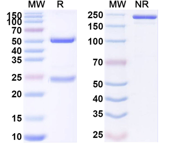 DCSTAMP Mouse Monoclonal Antibody