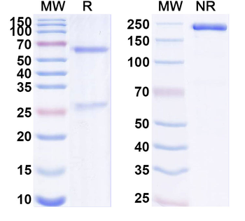 PRAP1/uPA Mouse Monoclonal Antibody