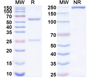 MRAP2 Mouse Monoclonal Antibody