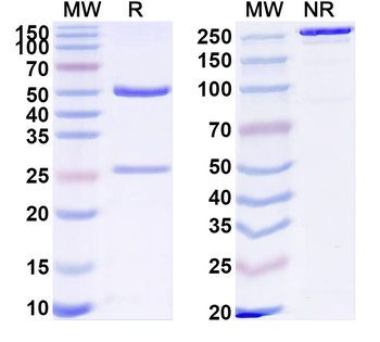EGFL6 Mouse Monoclonal Antibody