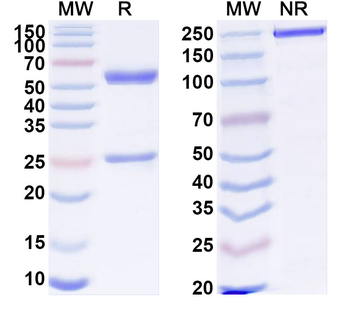 CLEC14A Mouse Recombinant Antibody