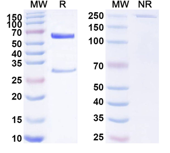 AIMP1/EMAP-II Mouse Monoclonal Antibody