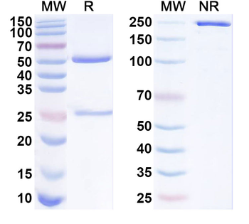 SFRP2 Mouse Monoclonal Antibody
