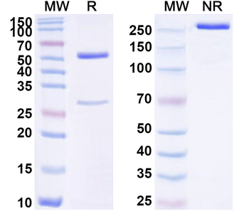 CAPRIN1 Mouse Monoclonal Antibody