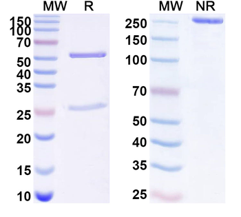 LRIG1 Mouse Monoclonal Antibody