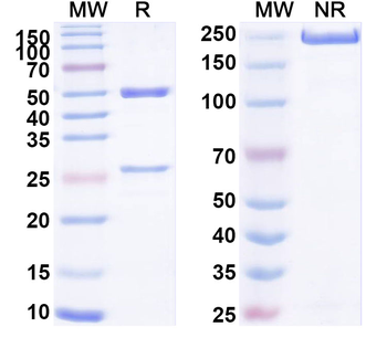 ECSCR Mouse Monoclonal Antibody