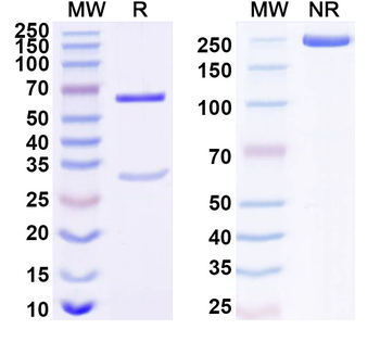 IGFBP7 Mouse Monoclonal Antibody