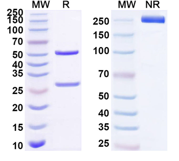 MFGE8 Mouse Monoclonal Antibody