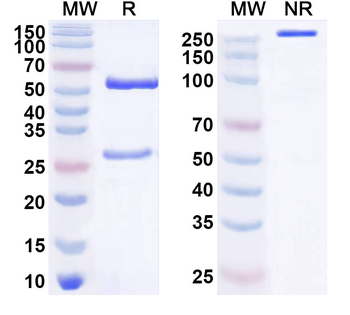 GFRA1 Mouse Monoclonal Antibody