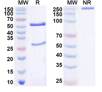 EFNA4 Mouse Monoclonal Antibody